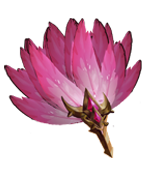 สัญลักษณ์ดอกไม้สีชมพูในเกม Pet Ranger