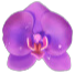 สัญลักษณ์ ดอกกล้วยไม้สีม่วง ในเกม Butterfly Blossom
